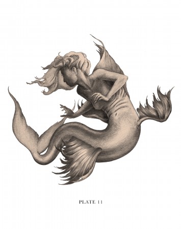 Mermaid 8